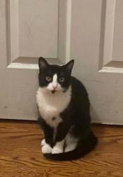 Lost Male Cat last seen Oakhill elementary, Streamwood, IL 60107