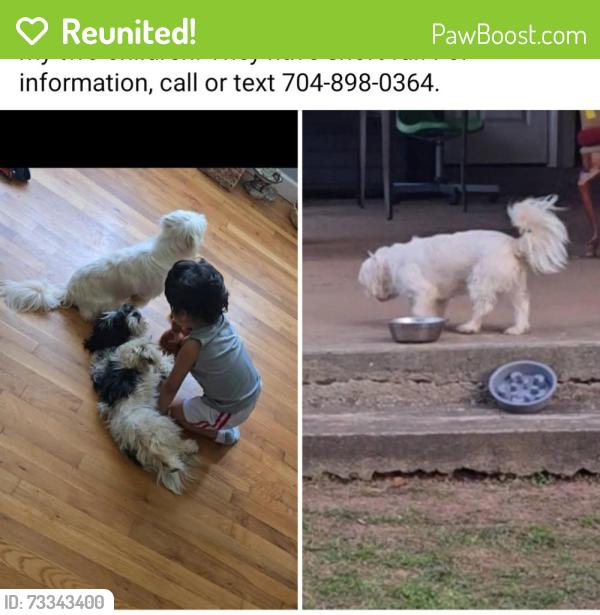 Reunited Female Dog last seen Ranlo ,Ozark, Gastonia, NC 28054