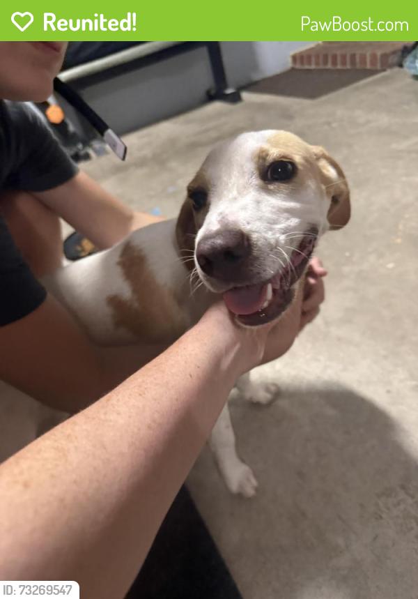 Reunited Female Dog last seen adthan circle, Goose Creek, SC 29445