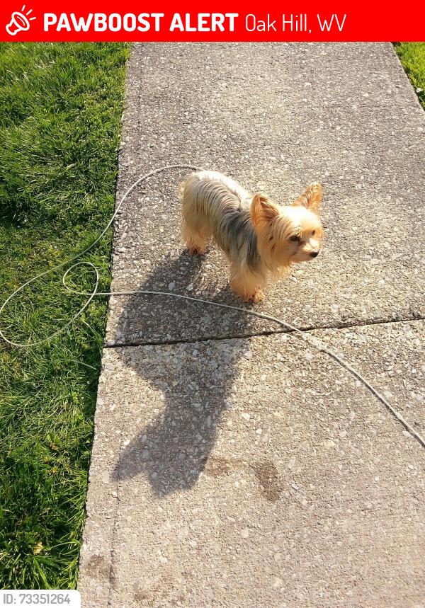 Lost Male Dog last seen None, Oak Hill, WV 25901
