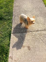 Lost Male Dog last seen None, Oak Hill, WV 25901