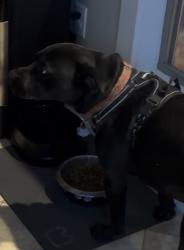 Reunited Male Dog last seen Near kayla ln, Longview, TX 75602