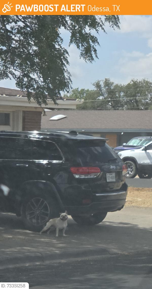 Found/Stray Unknown Dog last seen Across the street from bonham, Odessa, TX 79761