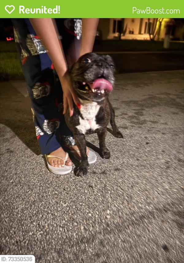 Reunited Female Dog last seen Boca Chase, Boca Raton, FL 33498