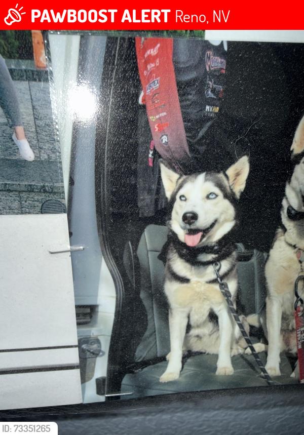 Lost Female Dog last seen Near Ashbury ln, reno, Reno, NV 89523