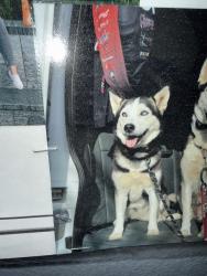 Lost Female Dog last seen Near Ashbury ln, reno, Reno, NV 89523