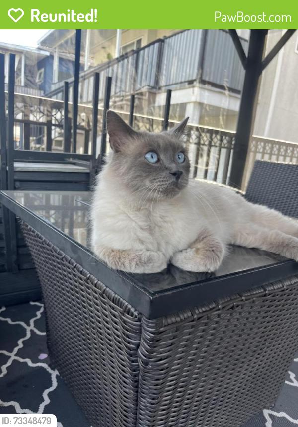 Reunited Female Cat last seen Sir Charles Kingsford-Smith Elementary, Vancouver, BC V5P 4K8