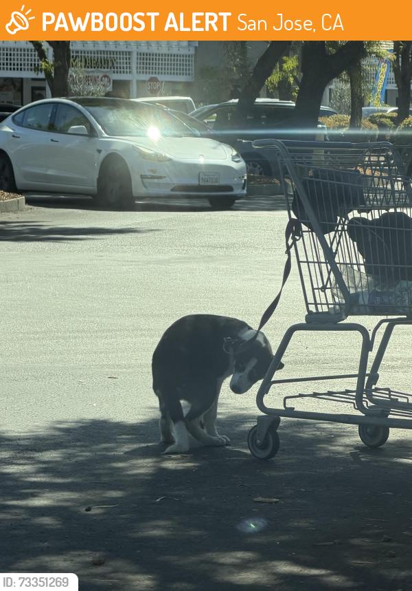 Found/Stray Unknown Dog last seen Holders Country Inn, San Jose, CA 95138