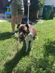Found/Stray Male Dog last seen Norman’s landing Dr (Steele creek), Charlotte, NC 28273
