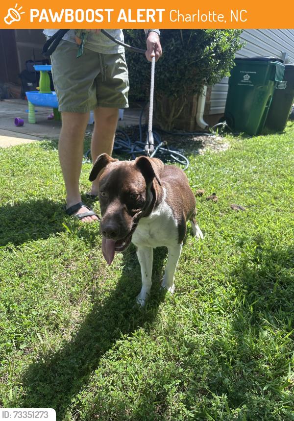 Found/Stray Male Dog last seen Norman’s landing Dr (Steele creek), Charlotte, NC 28273