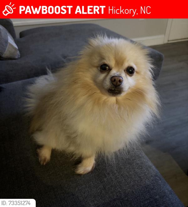 Lost Male Dog last seen Near 14th st pl nw hickory nc 28601, Hickory, NC 28601
