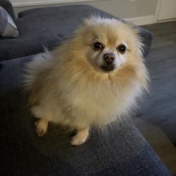 Lost Male Dog last seen Near 14th st pl nw hickory nc 28601, Hickory, NC 28601