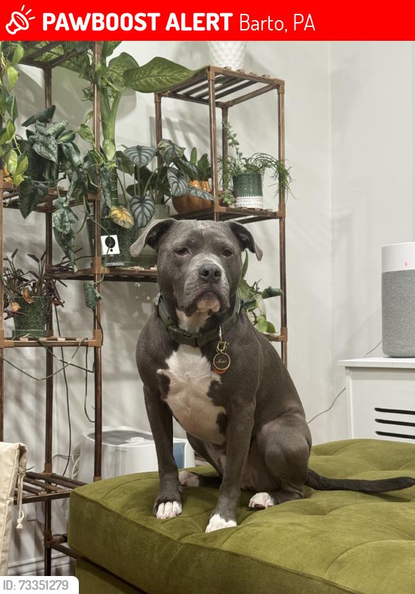 Lost Male Dog last seen Niantic Rc & west branch rd, Barto, PA 19504