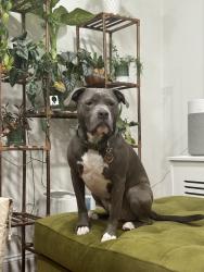 Lost Male Dog last seen Niantic Rc & west branch rd, Barto, PA 19504