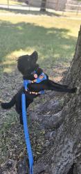 Lost Male Dog last seen S 28th w Ave & W 38th St, Tulsa, OK 74107