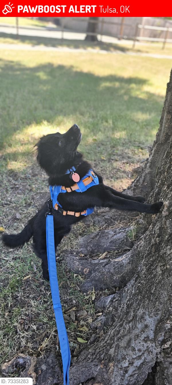 Lost Male Dog last seen S 28th w Ave & W 38th St, Tulsa, OK 74107