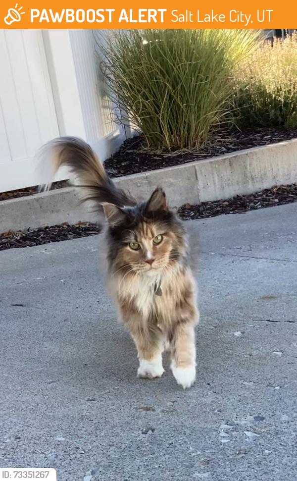 Found/Stray Female Cat last seen Near E 2700 S, Salt Lake City, UT 84106