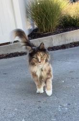 Found/Stray Female Cat last seen Near E 2700 S, Salt Lake City, UT 84106
