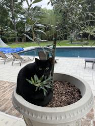 Lost Male Cat last seen Cherry Lane, Virginia Beach, VA 23454