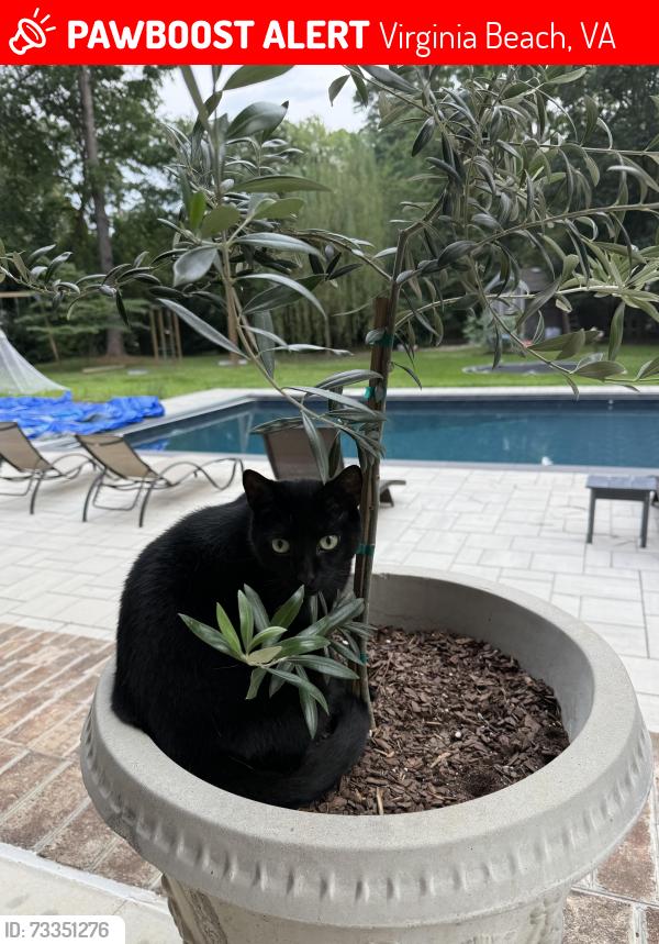 Lost Male Cat last seen Cherry Lane, Virginia Beach, VA 23454