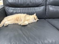 Reunited Female Cat last seen Pioneer and gilbert, Fullerton, CA 92833