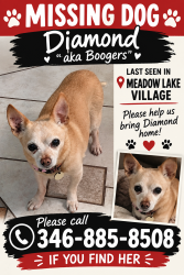 Lost Female Dog last seen Meadow lake village, Baytown, TX 77522