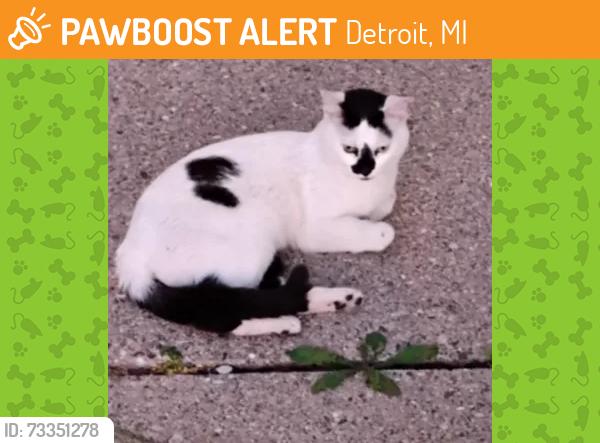 Found/Stray Male Cat last seen Moross and Chandler Park Drive Detroit, Detroit, MI 48236