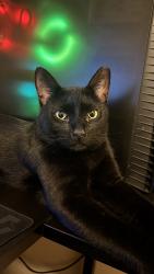 Reunited Male Cat last seen Fennigan lane & League city pkwy, League City, TX 77573