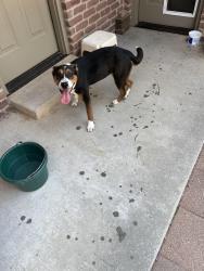 Reunited Female Dog last seen Reno and Chisholm spur, Yukon, OK 73099