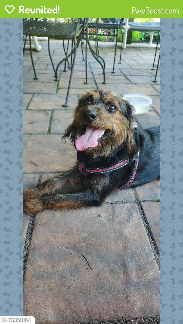 Reunited Male Dog last seen Prospect Rd, Mount Airy, MD 21771