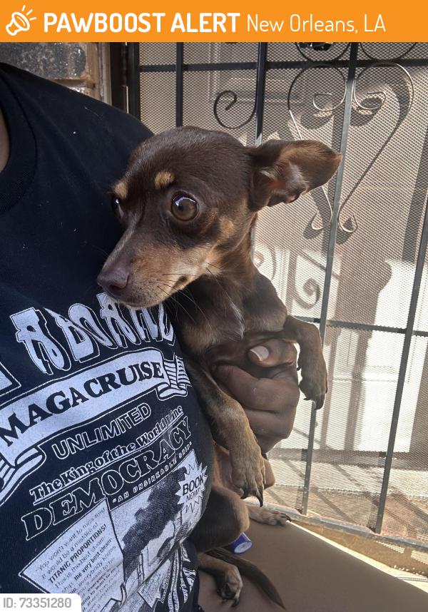 Found/Stray Female Dog last seen Read & Curran Blvd, New Orleans, LA 70127