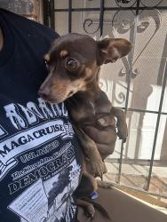 Found/Stray Female Dog last seen Read & Curran Blvd, New Orleans, LA 70127