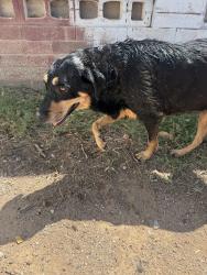Reunited Unknown Dog last seen Erie St near Jay, Chandler, AZ 85225