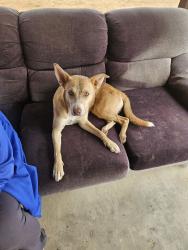 Found/Stray Unknown Dog last seen Seneca Road n Armagosa, Victorville, CA 92394