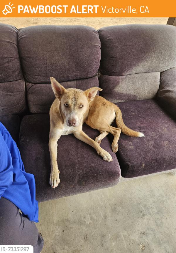 Found/Stray Unknown Dog last seen Seneca Road n Armagosa, Victorville, CA 92394