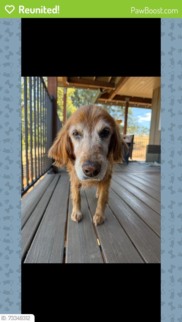 Reunited Female Dog last seen Vacant lot on east side of monitor, El Dorado County, CA 95623