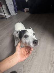 Found/Stray Male Dog last seen 7th street and Grover’s Jade Ridge apmts, Phoenix, AZ 85022