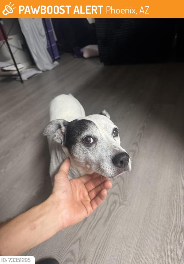 Found/Stray Male Dog last seen 7th street and Grover’s Jade Ridge apmts, Phoenix, AZ 85022