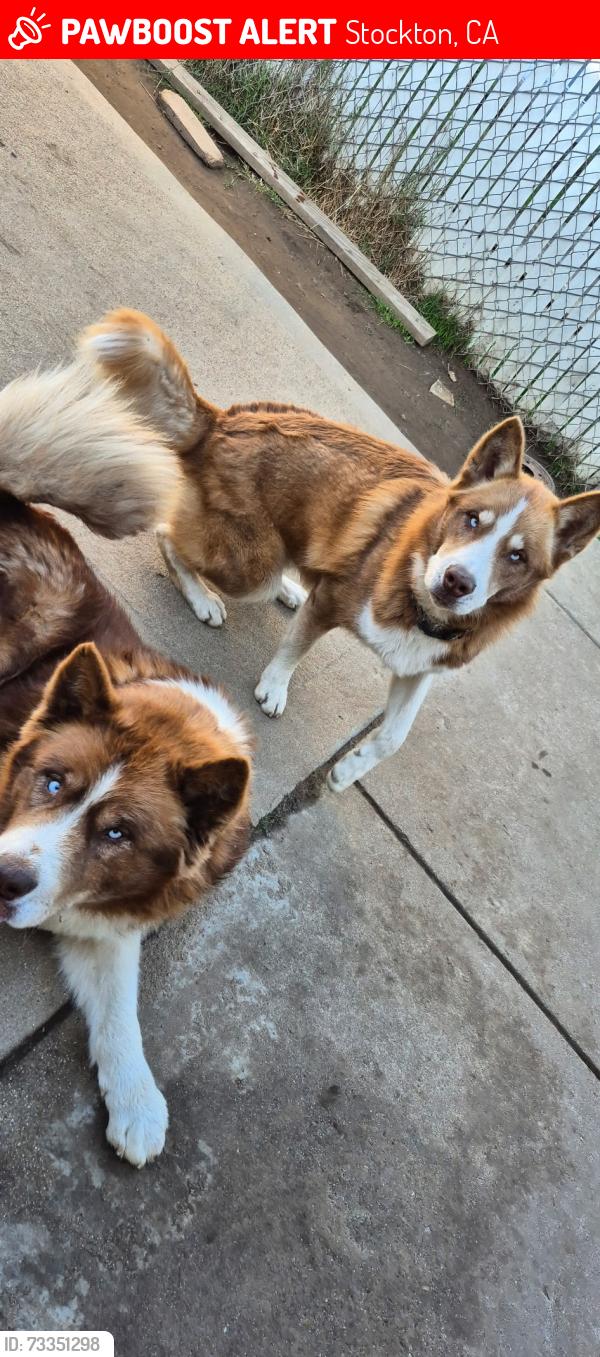 Lost Male Dog last seen Weston Ranch, Stockton, CA 95206