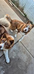 Lost Male Dog last seen Weston Ranch, Stockton, CA 95206