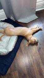 Lost Male Dog last seen Plymouth, Buffalo, NY 14213