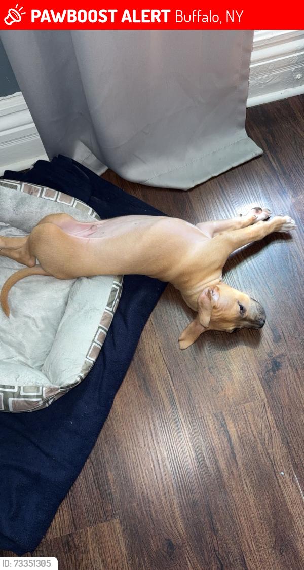 Lost Male Dog last seen Plymouth, Buffalo, NY 14213