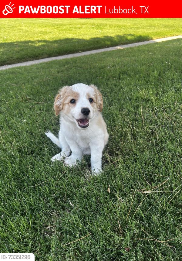 Lost Male Dog last seen United supermarket 82nd and Boston, Lubbock, TX 79401