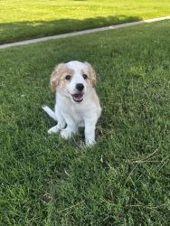 Lost Male Dog last seen United supermarket 82nd and Boston, Lubbock, TX 79401