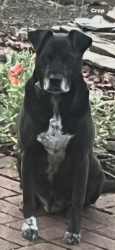 Reunited Male Dog last seen Koala drive, Oak Ridge, NC 27310