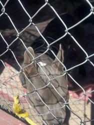 Found/Stray Female Dog last seen Lomaland, El Paso, TX 79907
