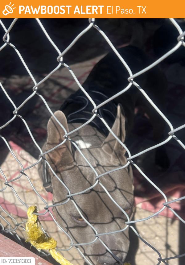 Found/Stray Female Dog last seen Lomaland, El Paso, TX 79907