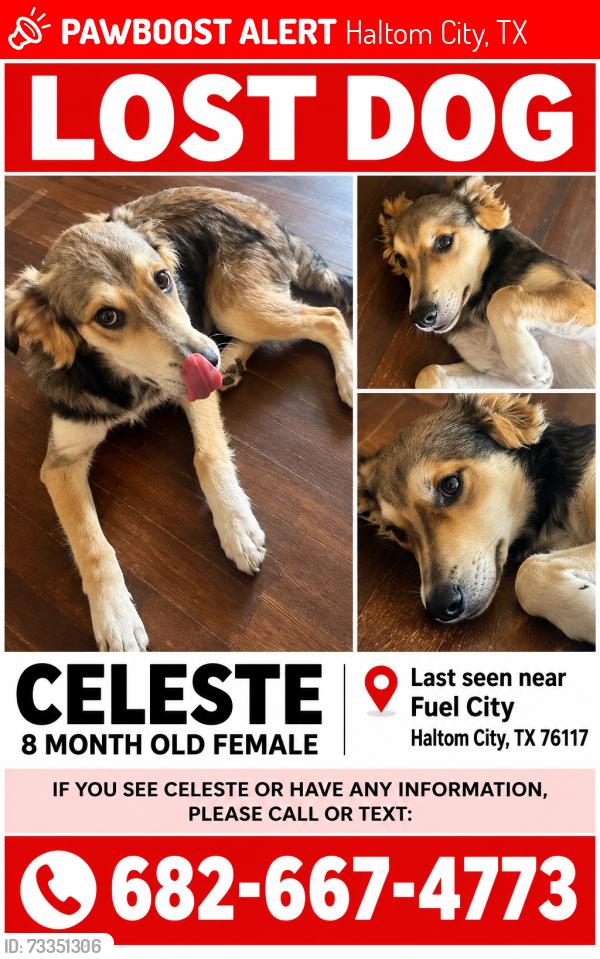 Lost Female Dog last seen Near Parrish rd haltom city tx 76117, Haltom City, TX 76117