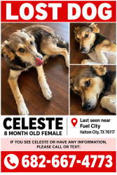 Lost Female Dog last seen Near Parrish rd haltom city tx 76117, Haltom City, TX 76117