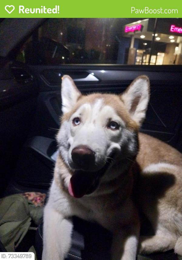 Reunited Unknown Dog last seen Near south davis blvd, Bountiful, UT 84010